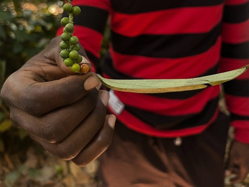 een specerij soort van de spicefarm op zanzibar