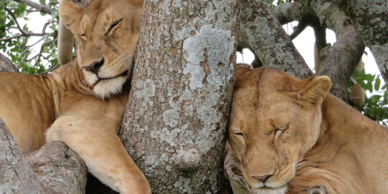 Slapende leeuwen tijdens een safari in Tanzania