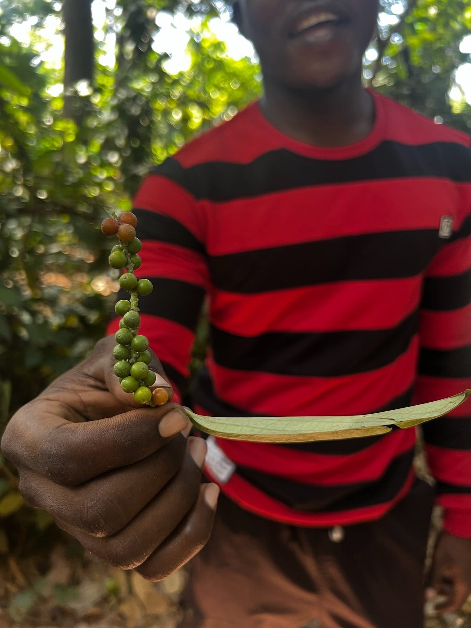verse kruiden en specerijen tijdens spice farm
