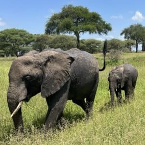 Olifanten in trangire 2