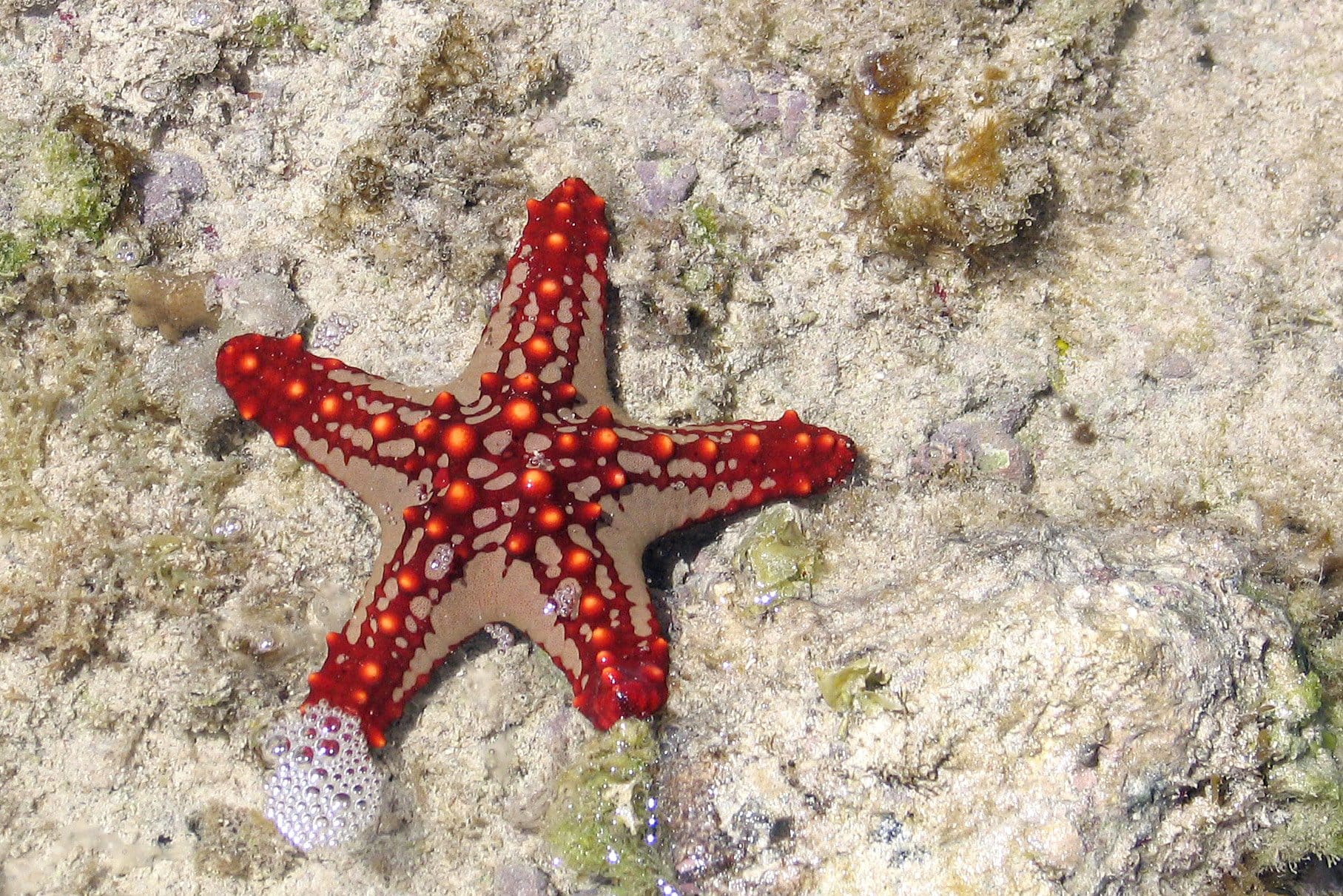 5597382782_02a2f77794_o