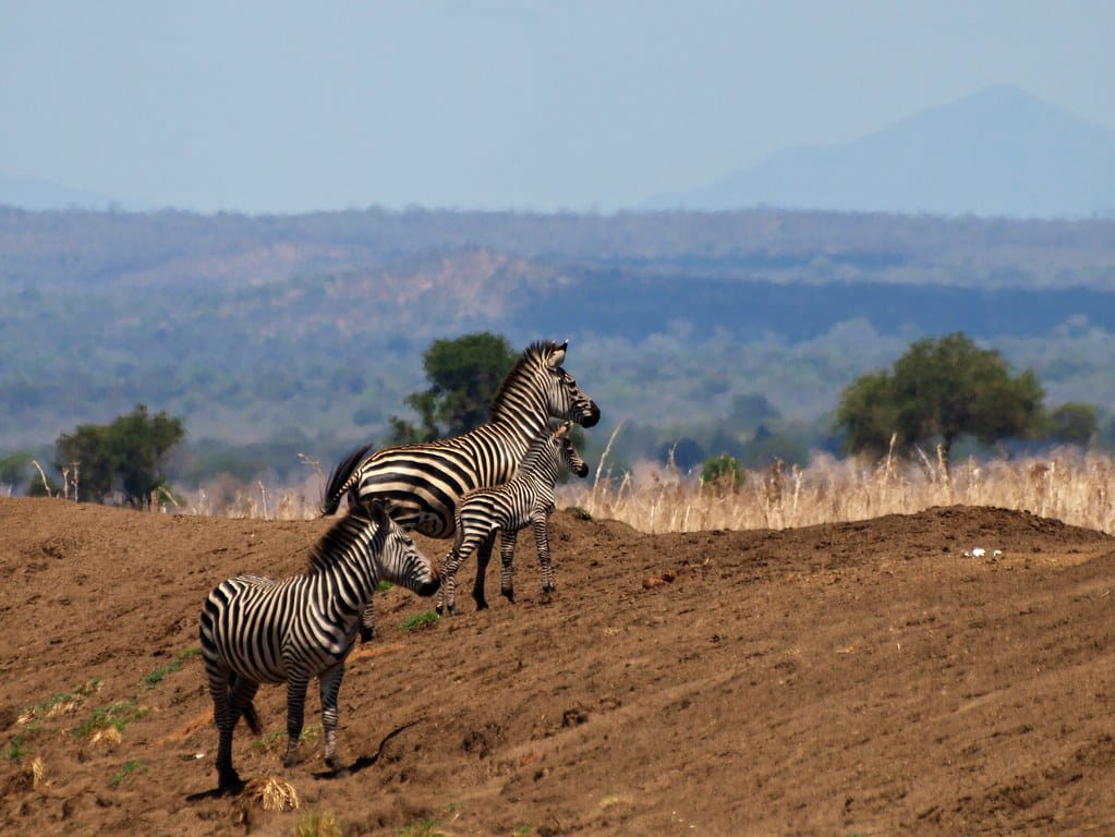 mikumi national park