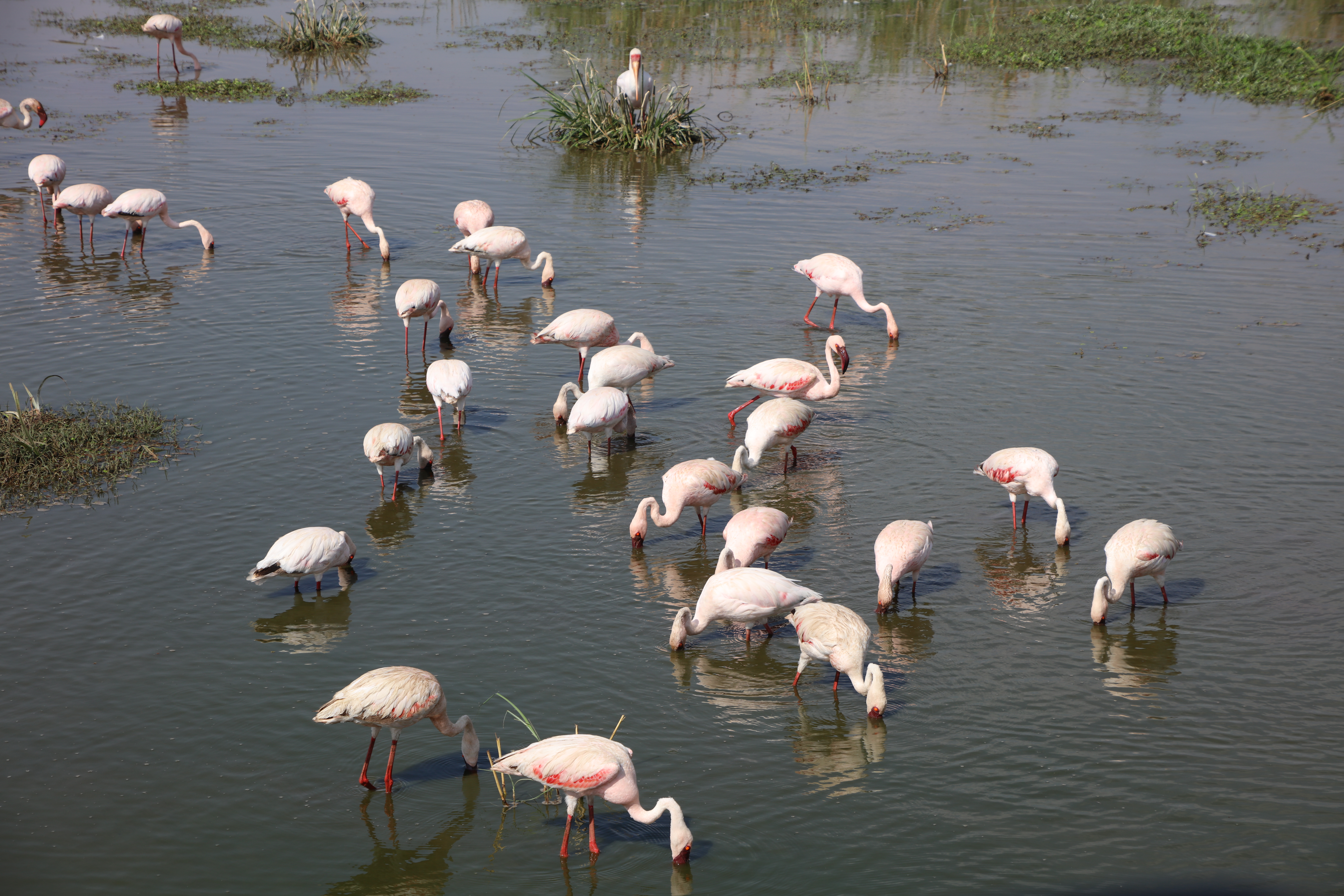 flamingo binnen lake manyara