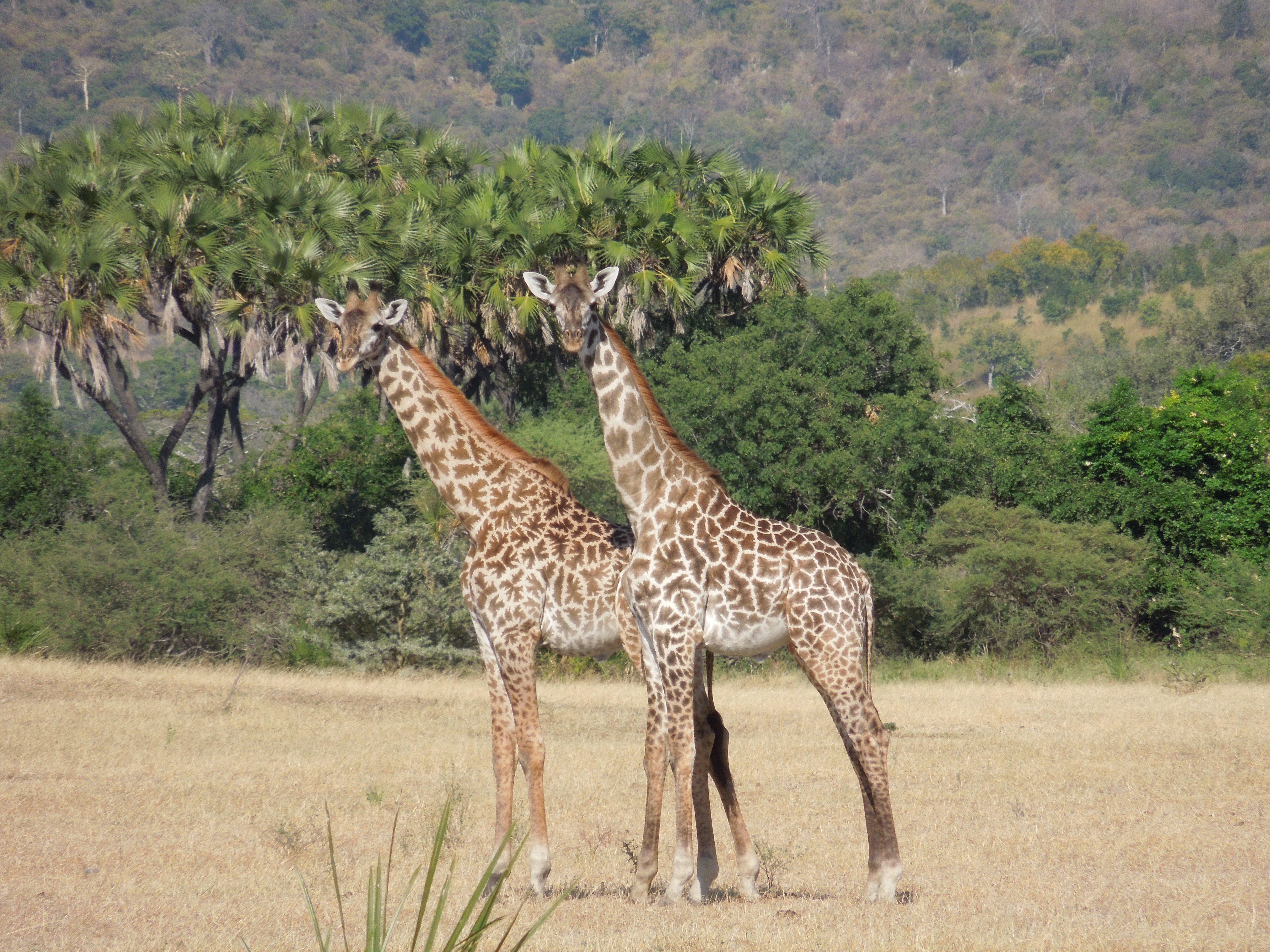 giraffen in selous