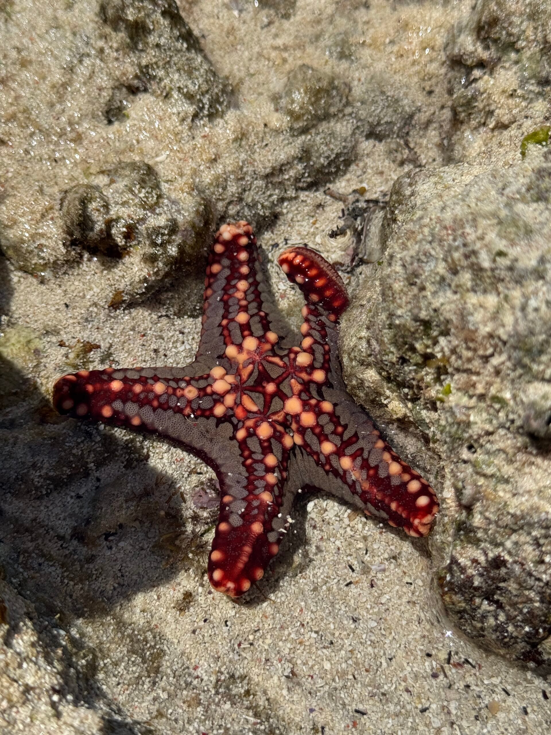 close up zeester Kiwengwa