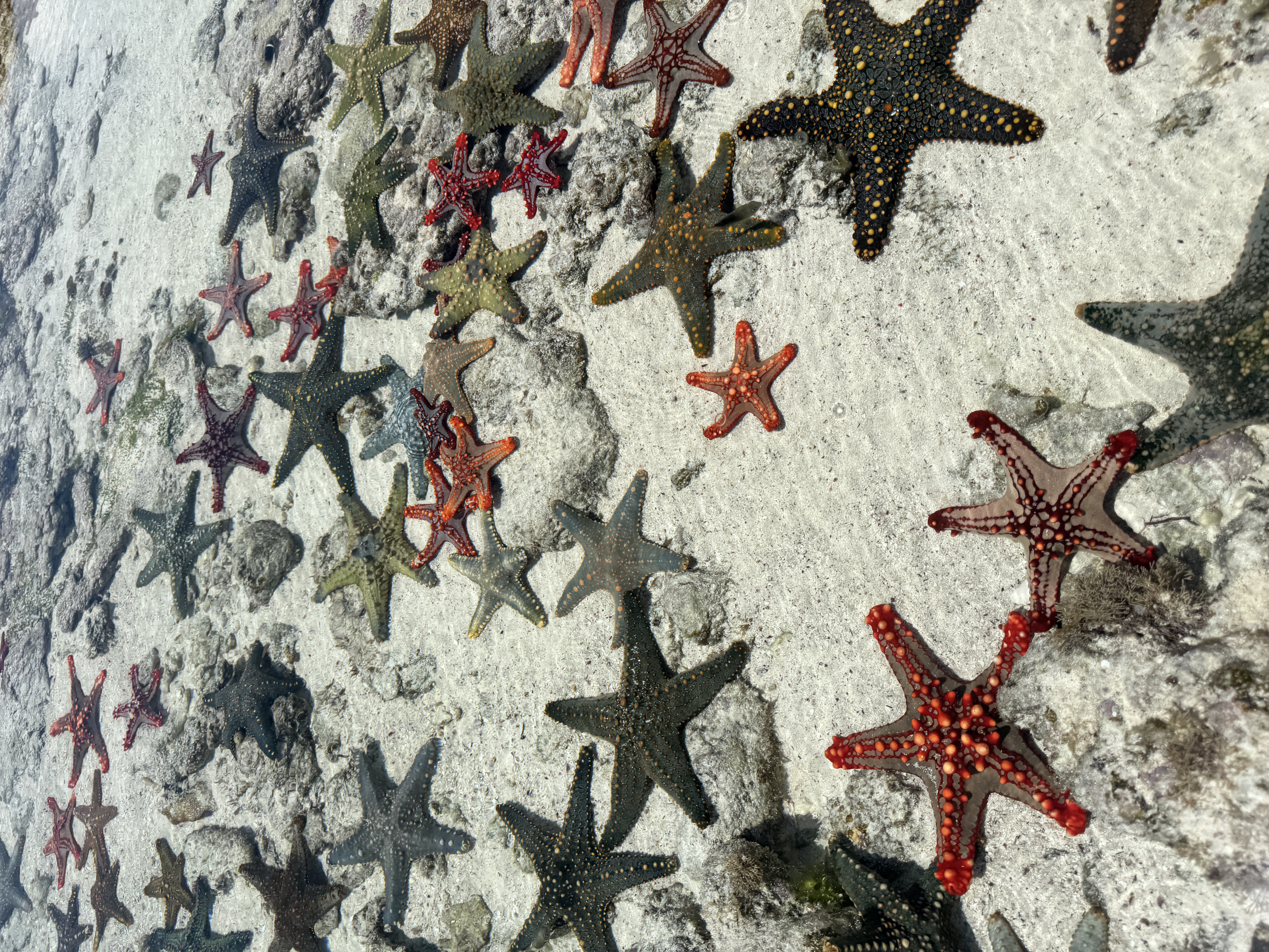 kleurrijke zeesterren zanzibar