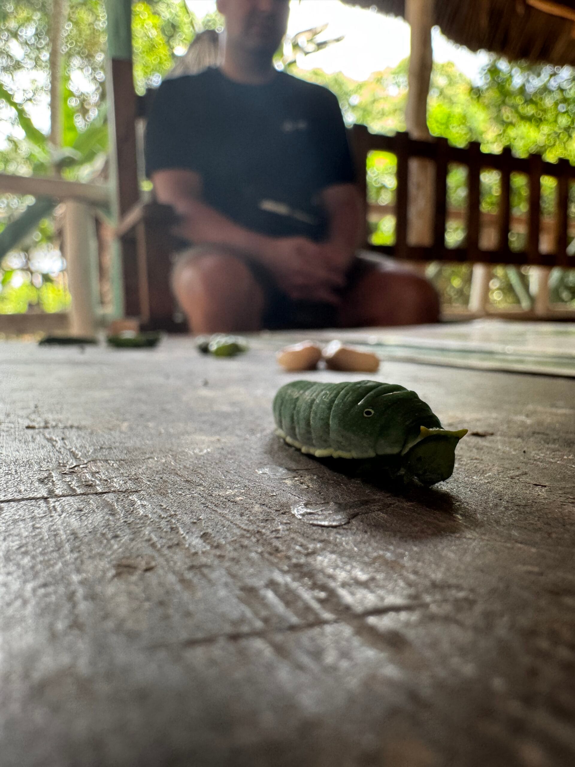 vlindertuin zanzibar