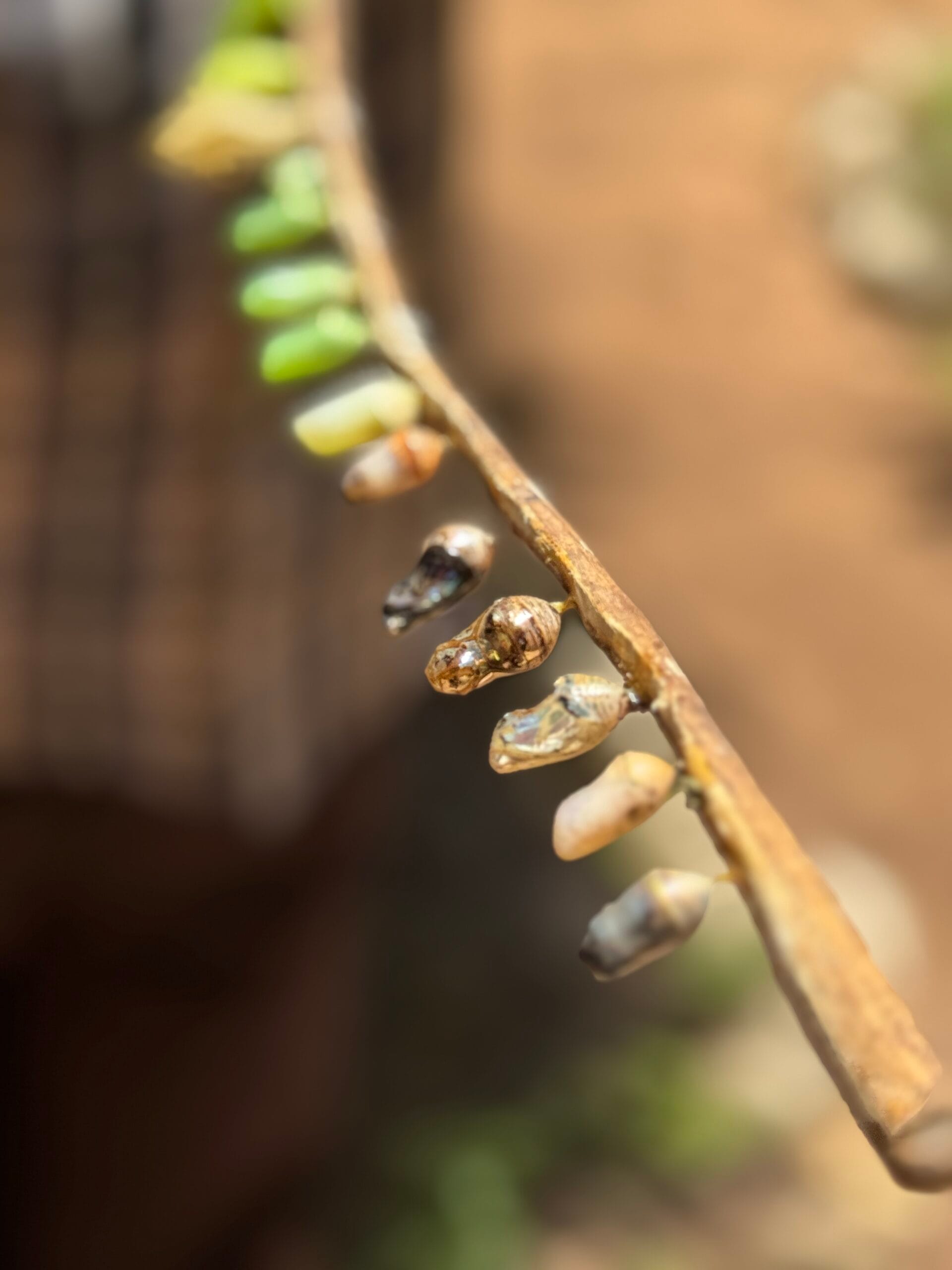 vlindertuin zanzibar