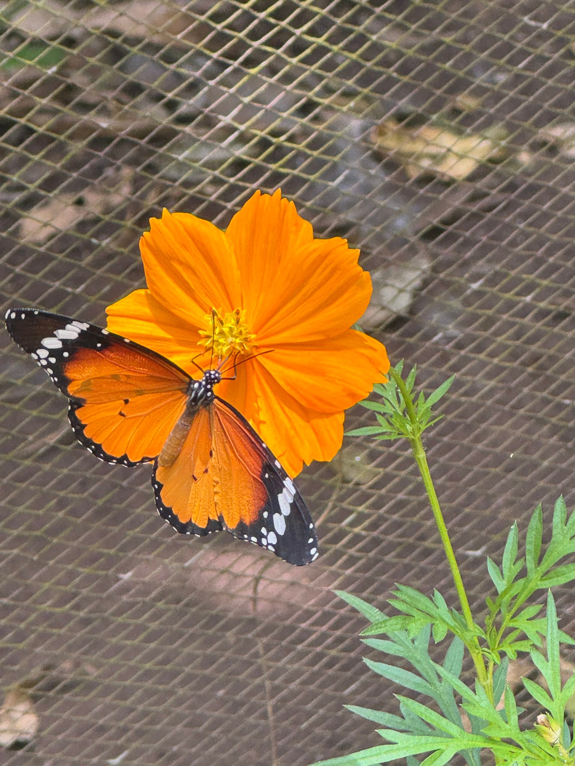 vlindertuin zanzibar