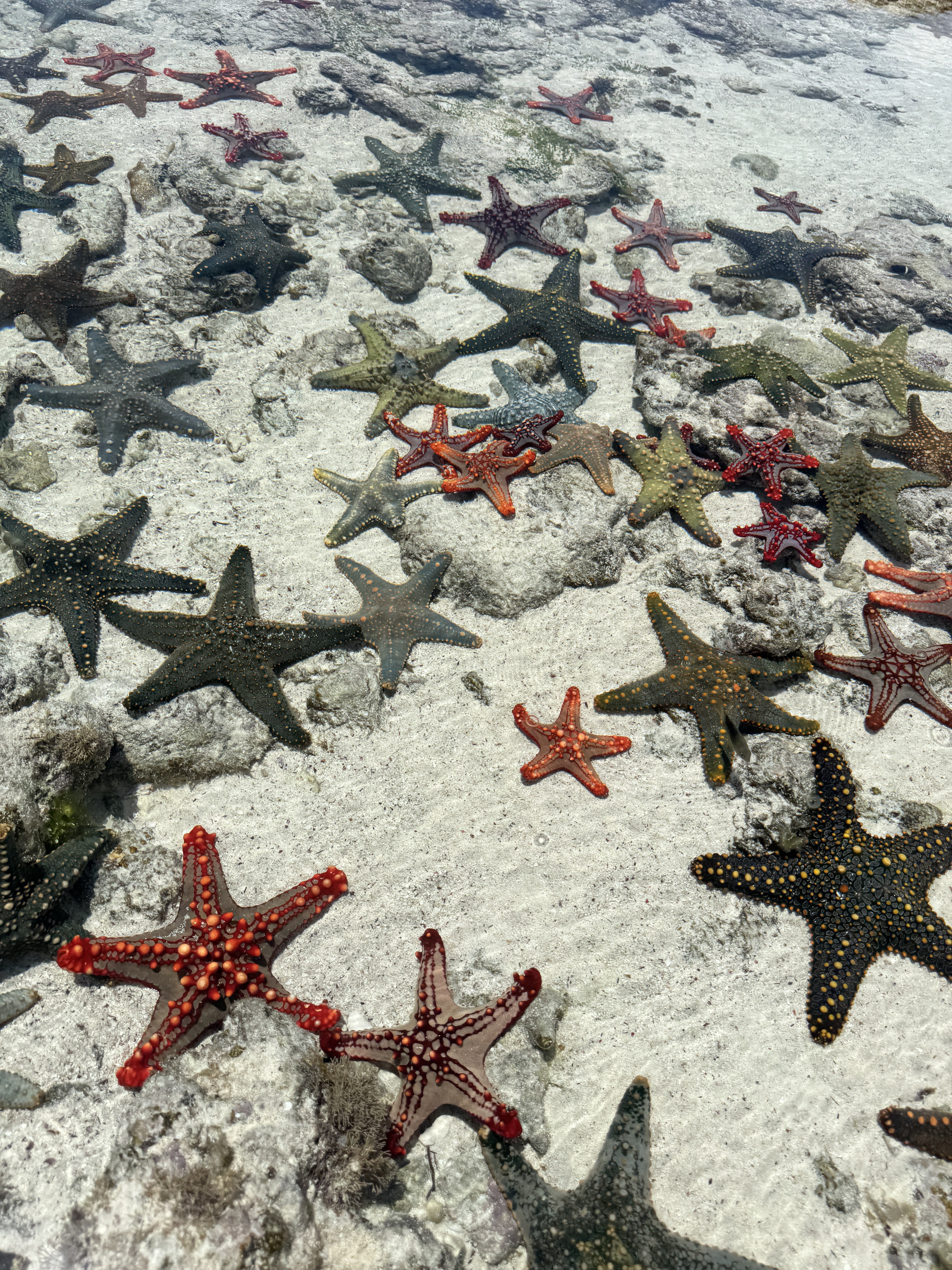 zeesterren tijdens blue lagoon