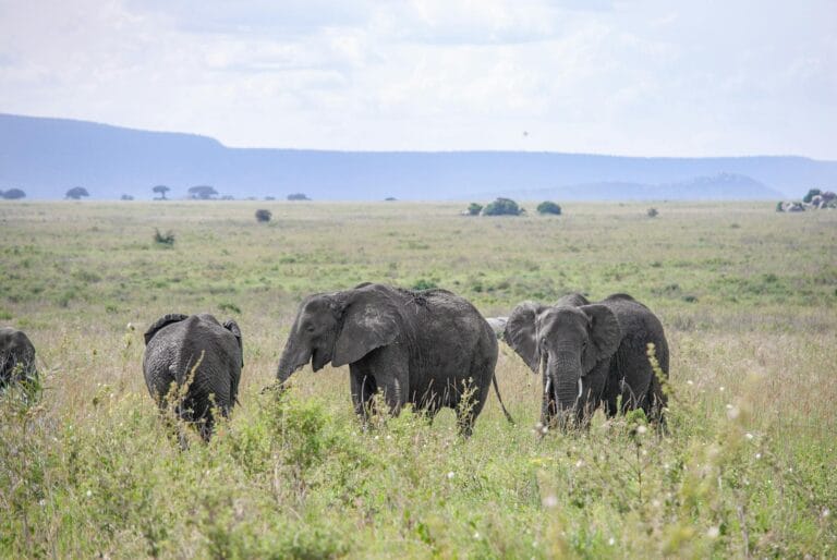 olifanten tijdens safari op tanzania